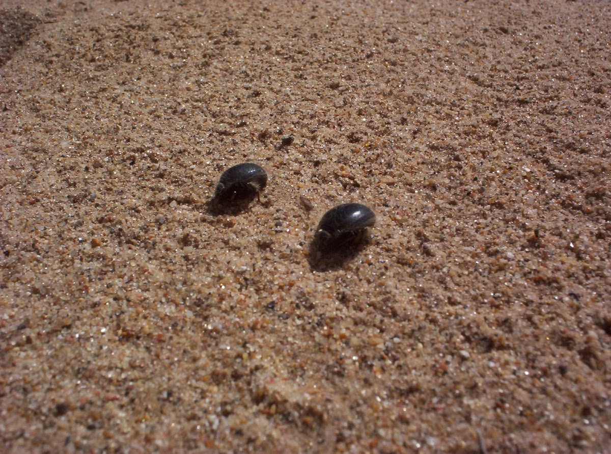 darkling beetles