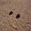 darkling beetles