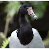 The Magpie Goose