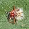 Spider infected by fungus