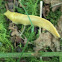 Banana slug