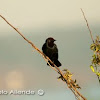 Chestnut capped blackbird