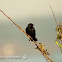 Chestnut capped blackbird