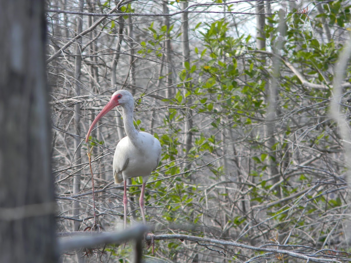 ibis americano blanco - american white ibis