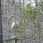 ibis americano blanco - american white ibis