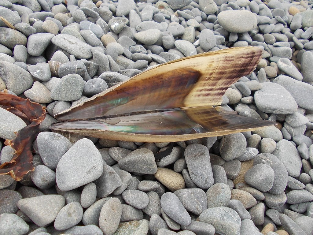 NZ horse mussel Project Noah