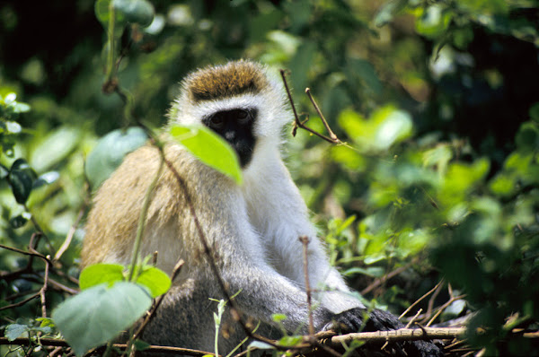 vervet monkey | Project Noah