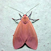 Arctiid moth