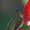 Ruby Throated Hummingbird