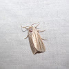 Henry's Marsh Moth