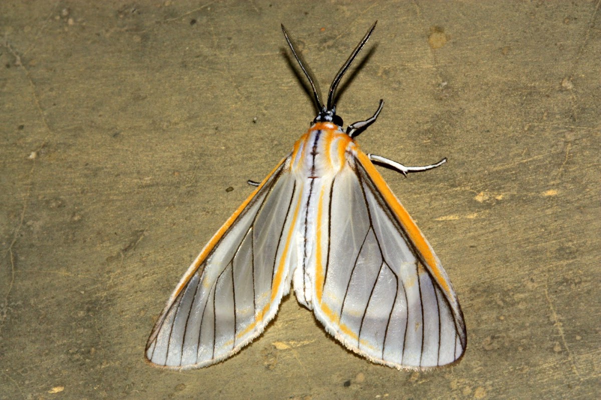 Tiger Moth