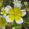  poached egg plant 