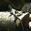 Blue-throated Keeled Lizard