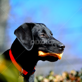 Froaig by Steffen Gronegger - Animals - Dogs Portraits