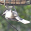 Carolina Chickadee