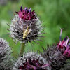 Woolly Burdock (blooming)