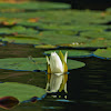 Fragrant Water Lily