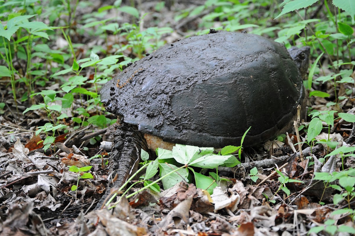 Eastern Snapping Turtle