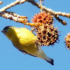 lesser gold finch (Male)