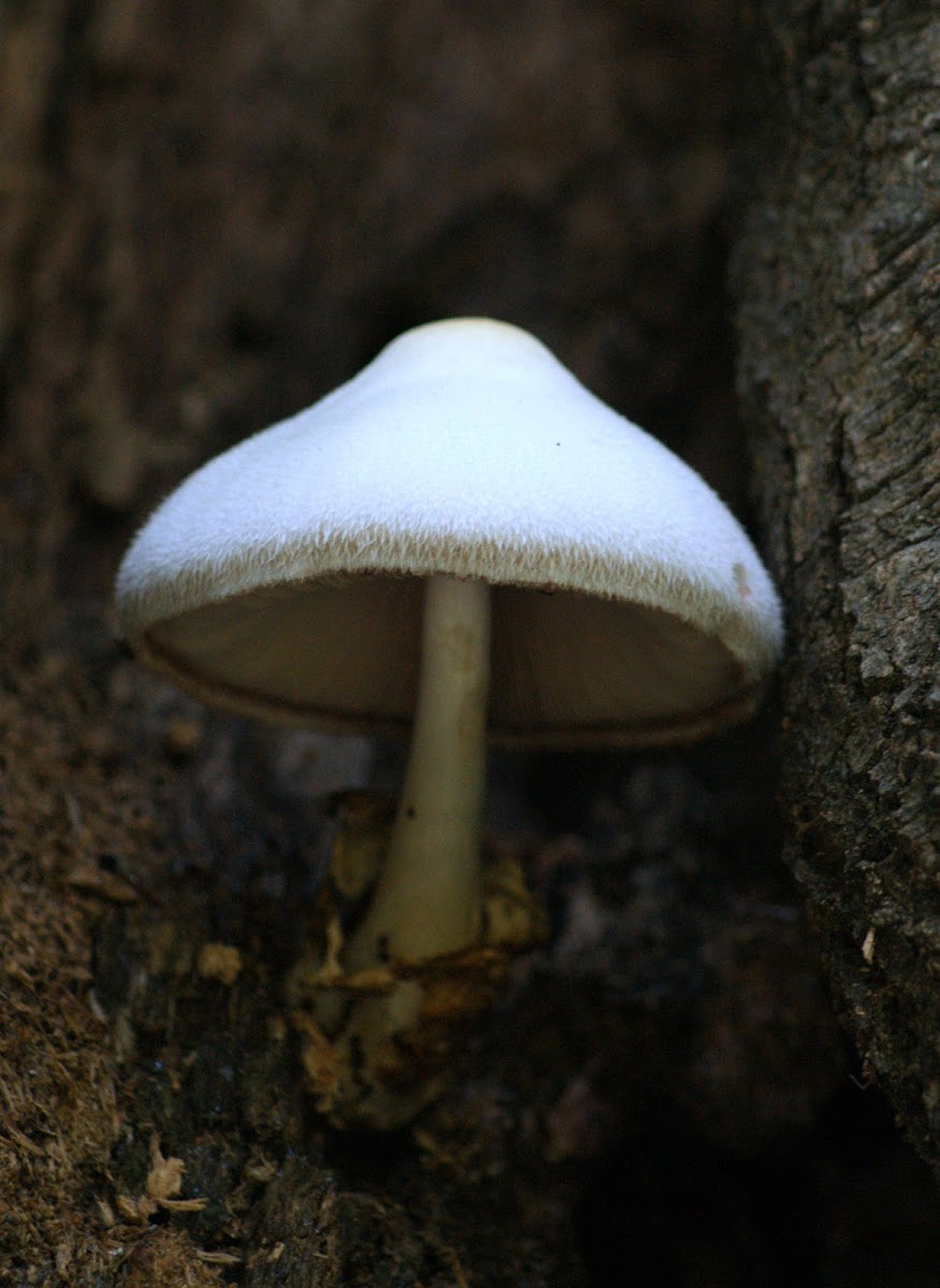 Silky Rosegill Mushroom