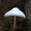Silky Rosegill Mushroom