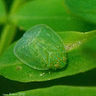 leafhopper