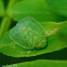 leafhopper