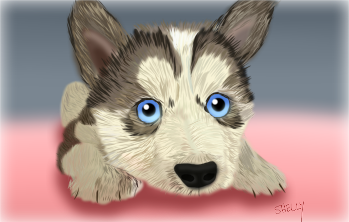 Husky Puppy