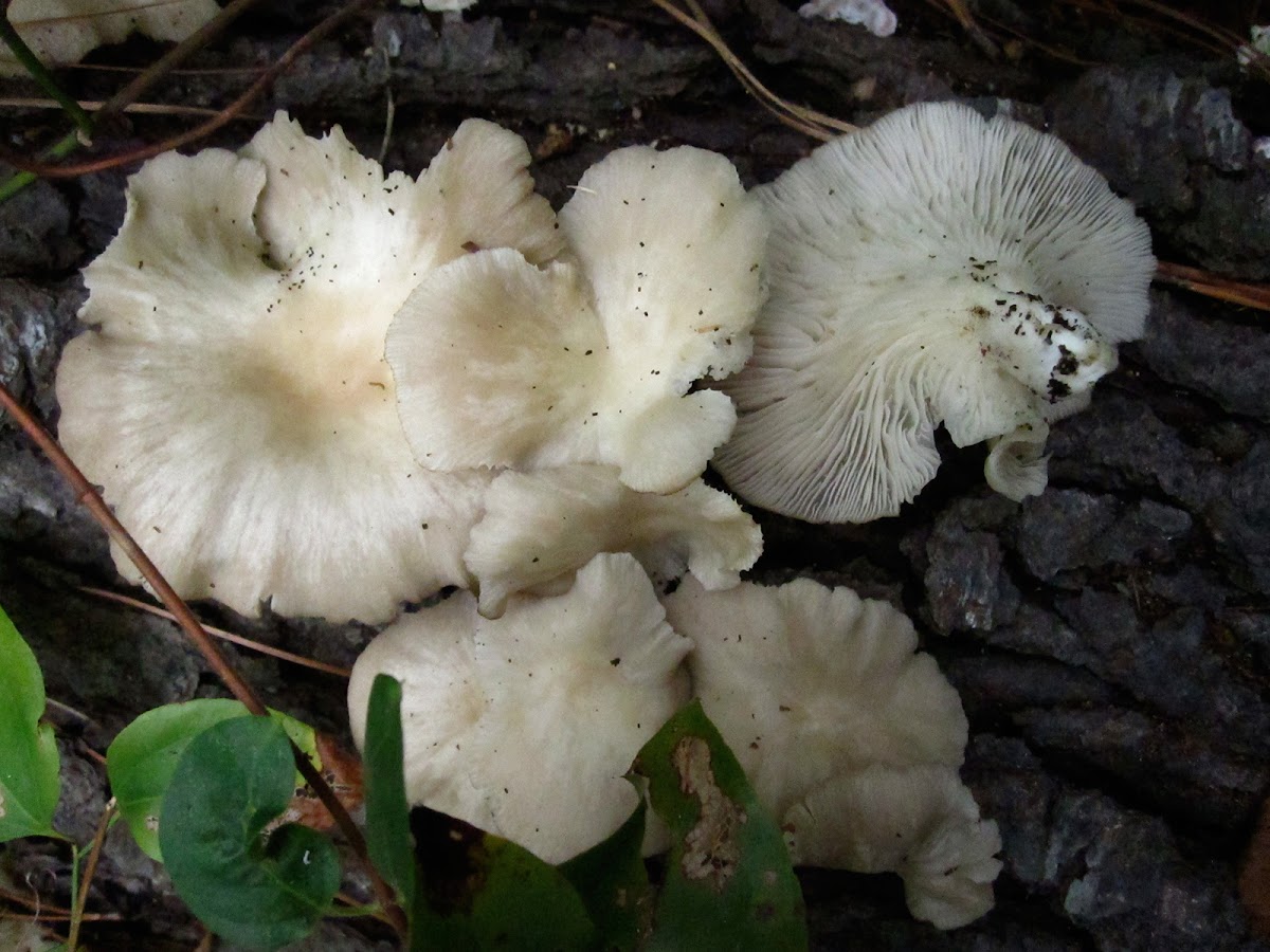 Oyster mushrooms (prob. Pleurotus ostreatus)