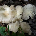 Oyster mushrooms (prob. Pleurotus ostreatus)