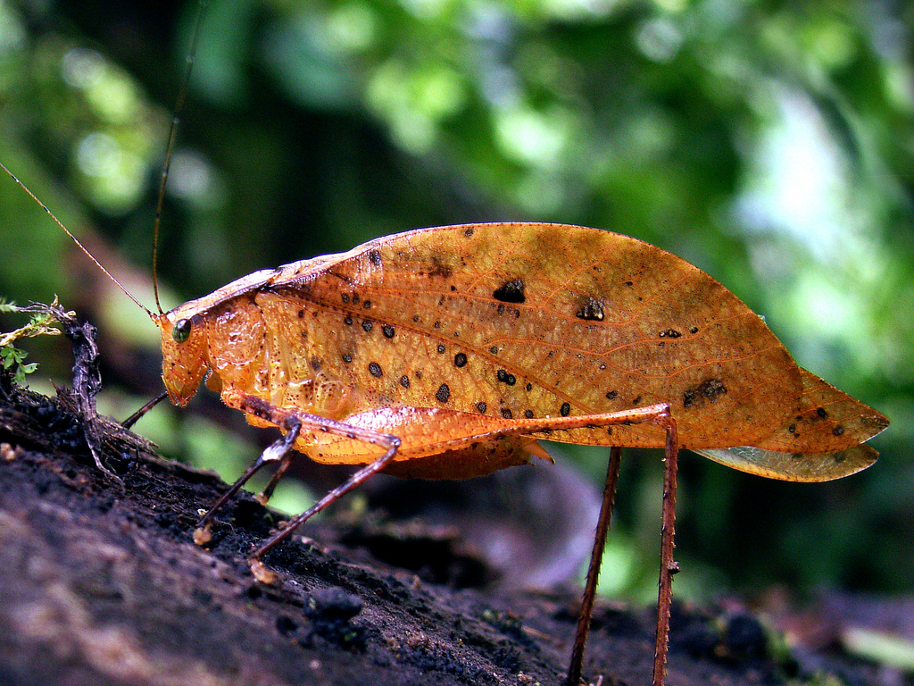 Katydid (Tettigoniidae)
