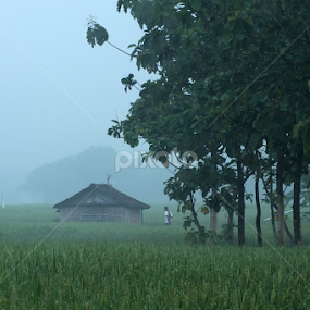 Early morning in rice field by Munif Rifa'i - Landscapes Prairies, Meadows & Fields