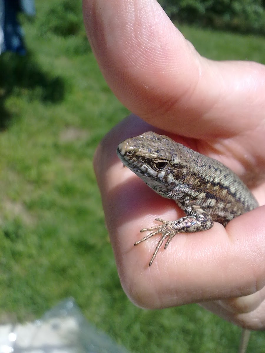 Common wall lizard