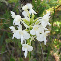 White Fringed Orchis