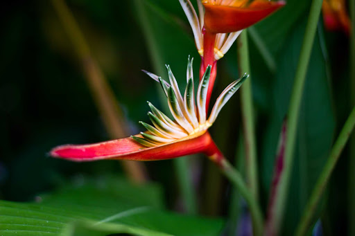 flower-fiji - A flower in western Fiji.