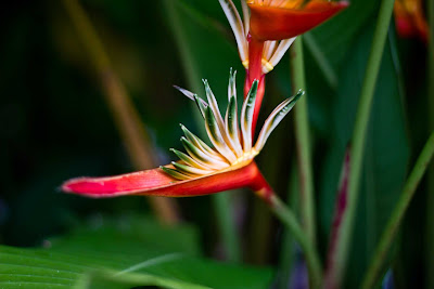 A flower in western Fiji.