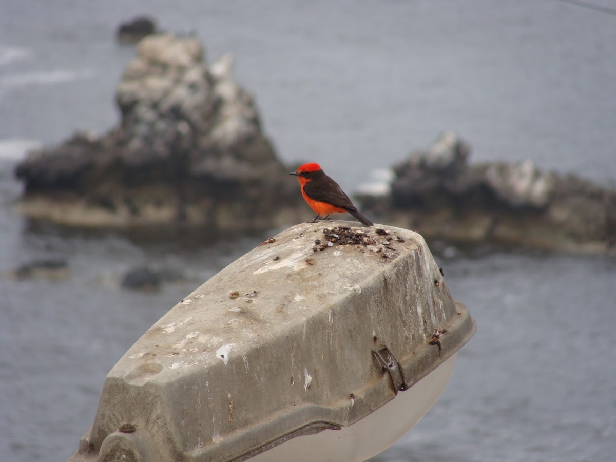 Vermilion Flycatcher