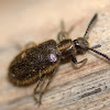 Hairy Darkling Beetle