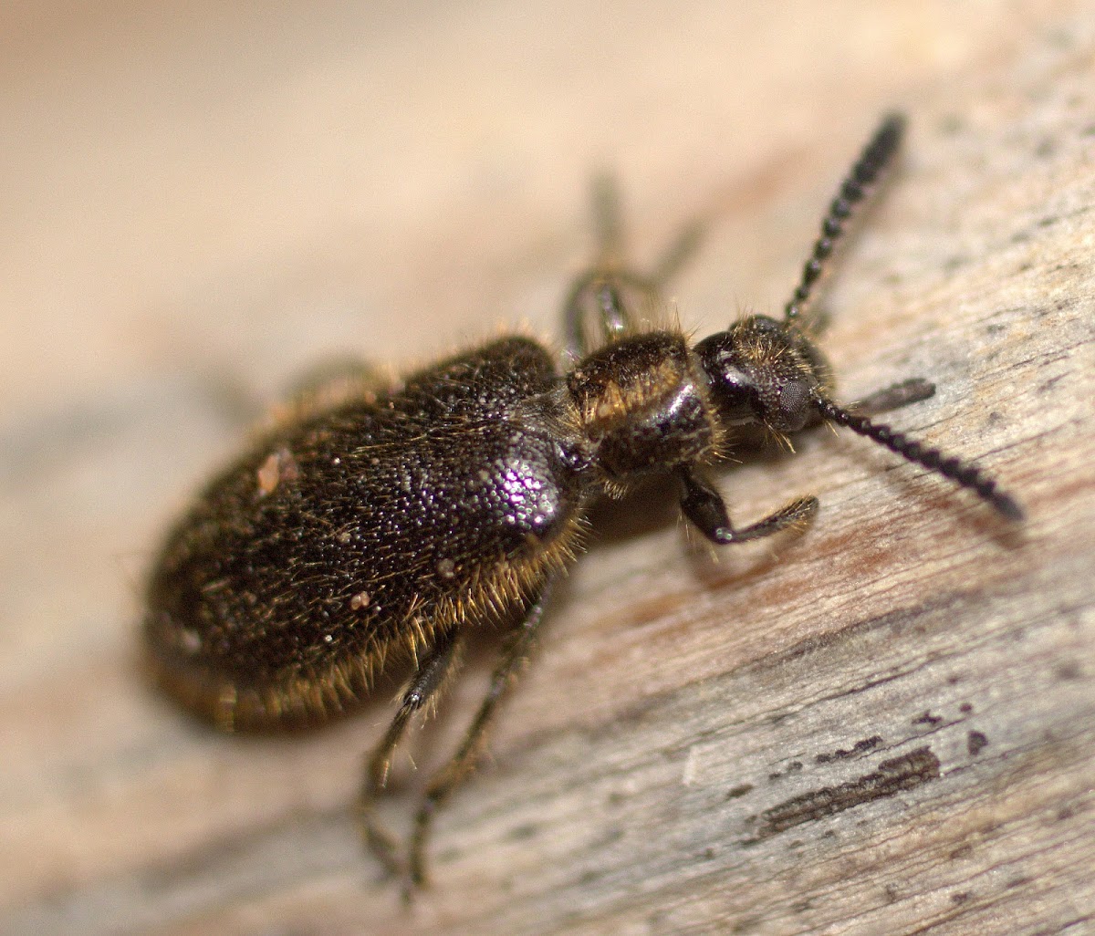 Hairy Darkling Beetle