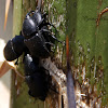 Yucca Weevil (Mating)