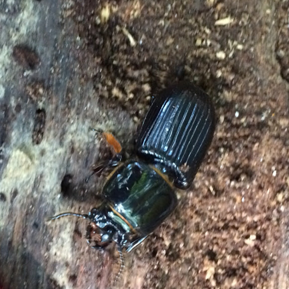 Bess beetle Project Noah