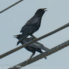 Carrion Crow; Corneja Negro