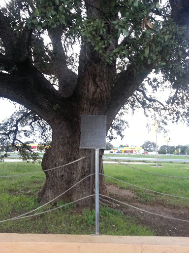 Historic Oak Tree (700 Yrs. Old)