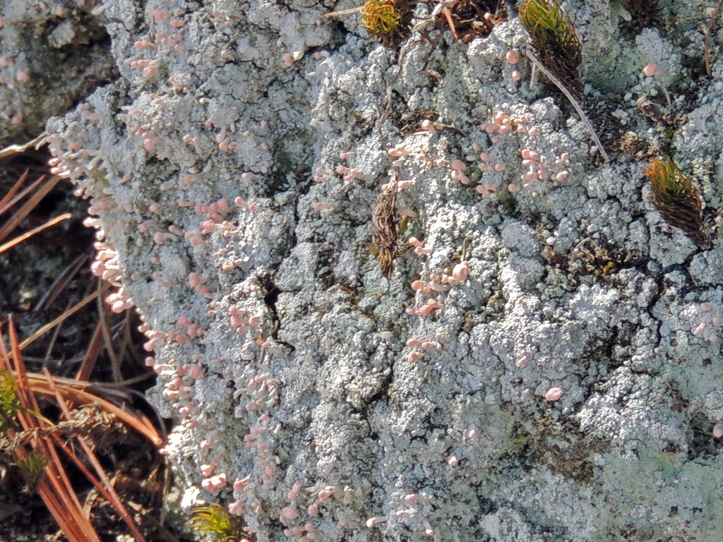 Pink Earth Lichen
