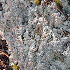 Pink Earth Lichen