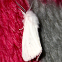 Fall Webworm Moth