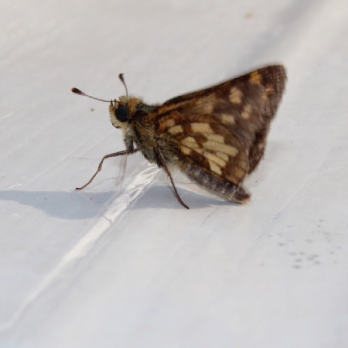 Peck's Skipper