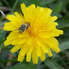 Honey Bee (Worker)