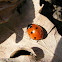 Katicabogár - ladybird