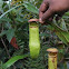 Pitcher Plant